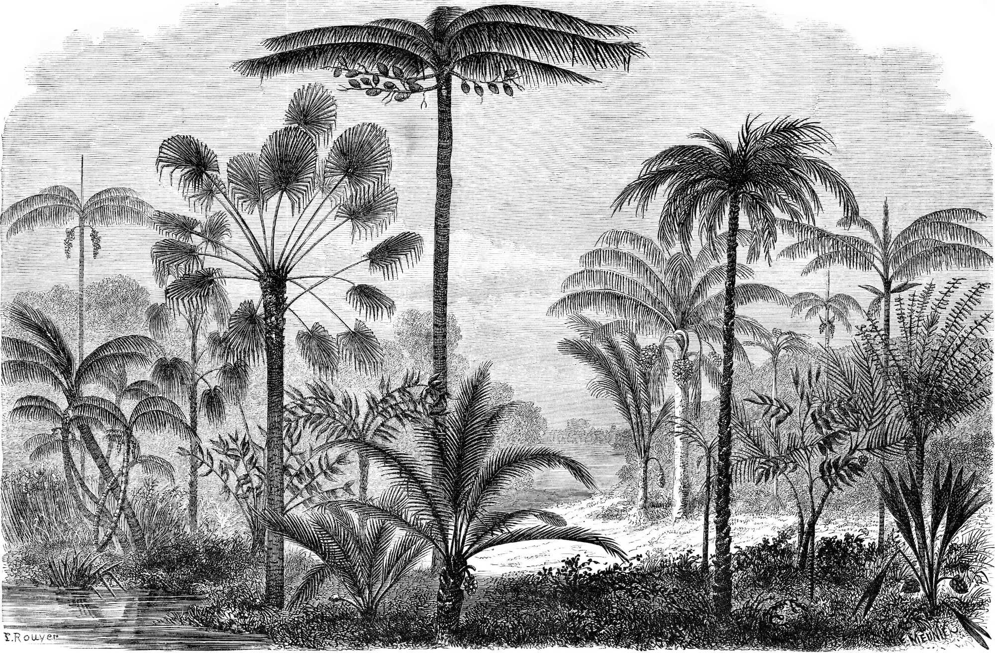 Arthur - Vintage Tropical Etching Wallpaper Mural - Image 5