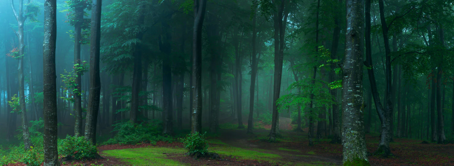 Orman - Atmospheric Wooded Forest Scene Wallpaper Mural - Image 4