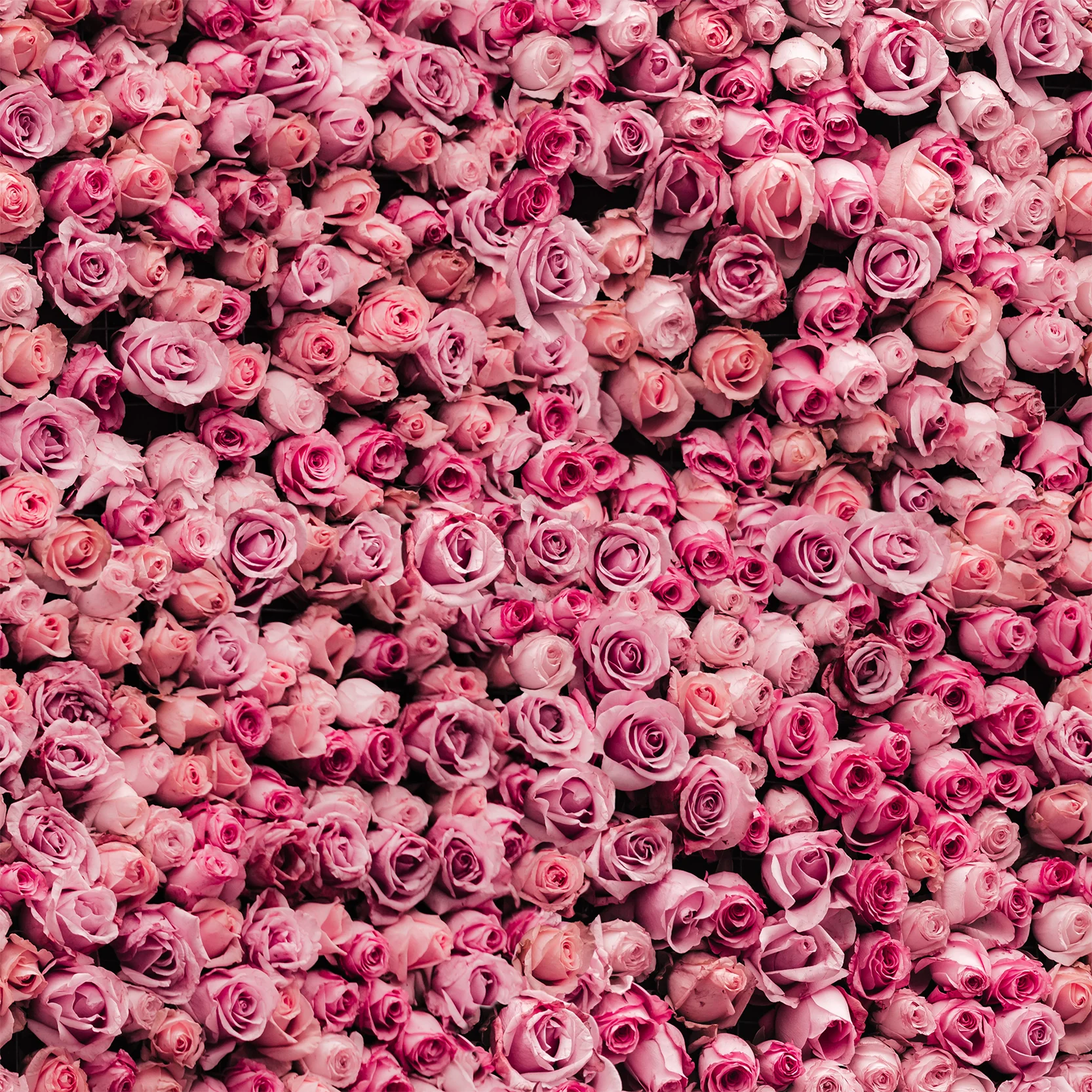 Juliet - Hot Pink Rose Flower Wall Wallpaper Mural - Image 3