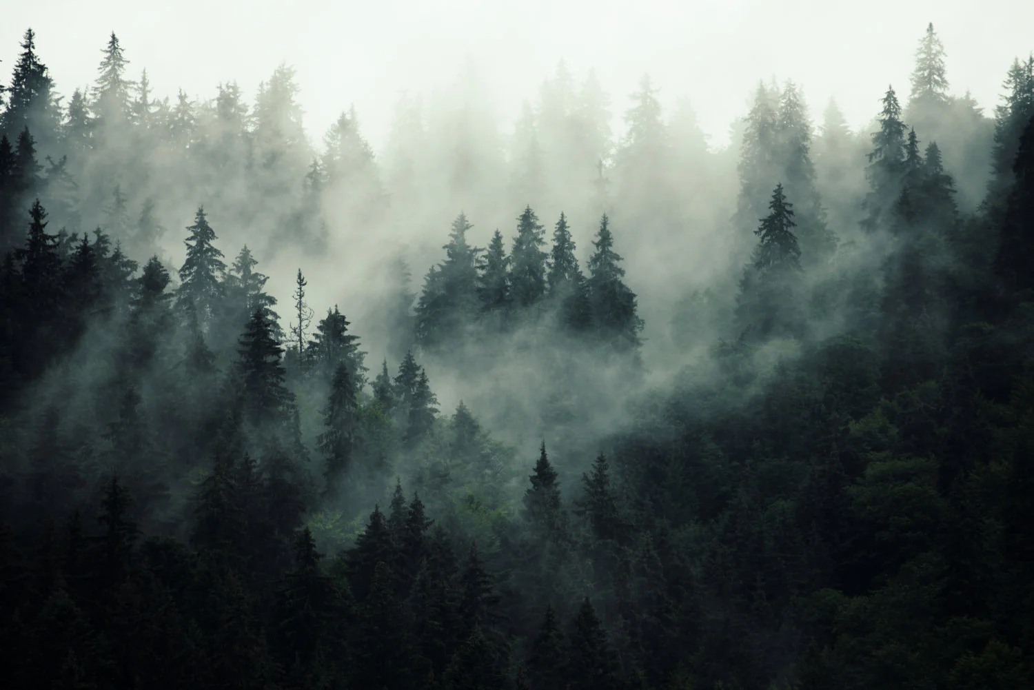 Colarded - Moody Forest Woodland Mist Wallpaper Mural - Image 4