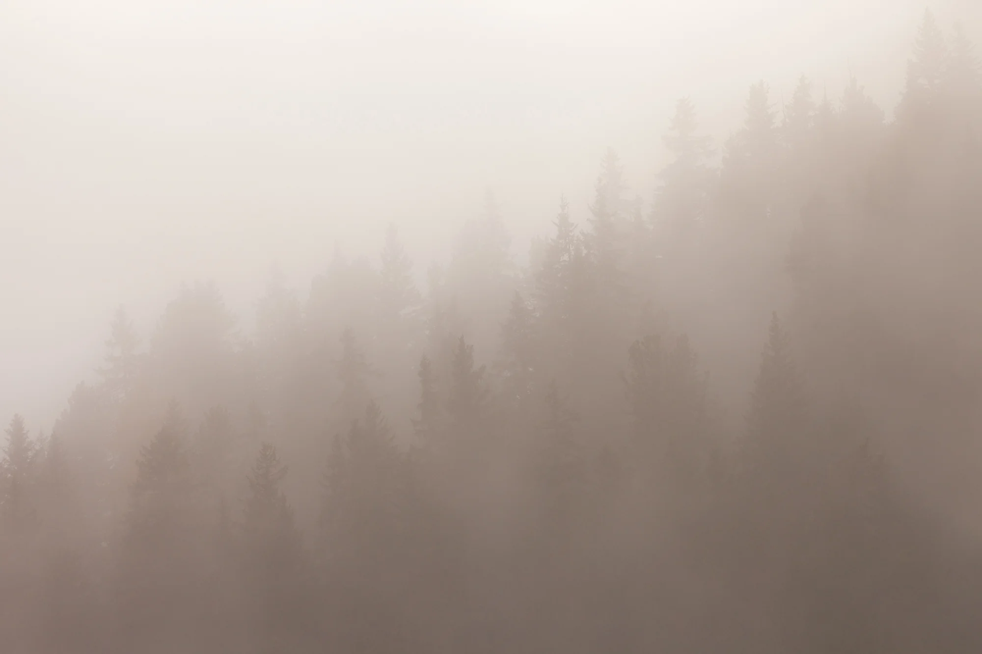 Sepia Serenity Heights - Foggy Forest Wallpaper Mural - Image 3