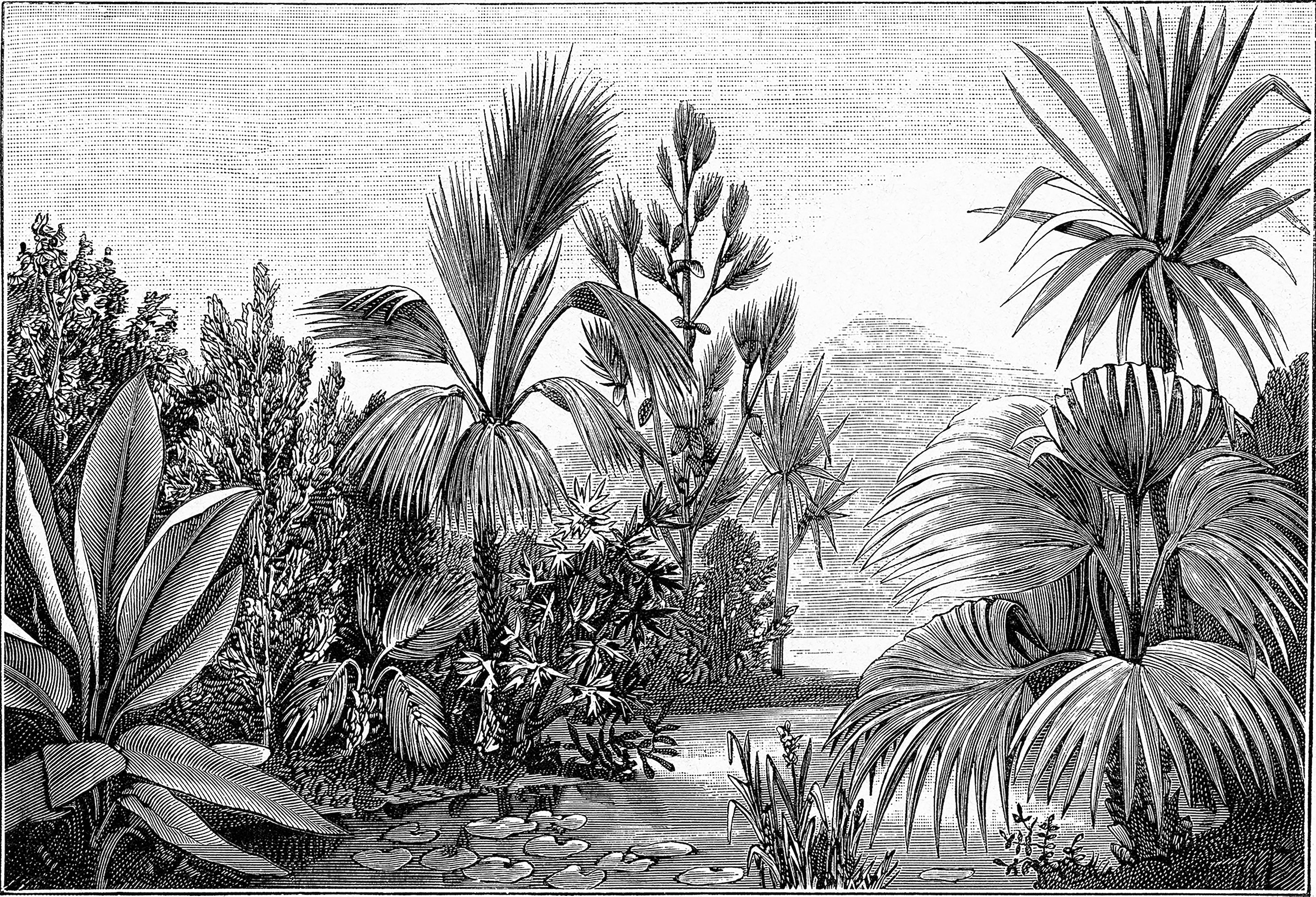 The Tropics - Vintage Tropical Etching Wallpaper Mural - Image 4